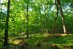 Cedarburg Beech Woods