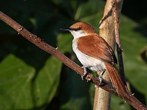 Certhiaxis mustelinus - Red-and-white spinetail, Iranduba, Amazonas, Brazil.jpg