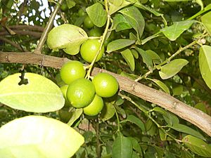 Citrus aurantifolia (Key lime) (YS)