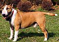Close up of a Bull Terrier