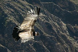 Condor flying over the Colca canyon in Peru