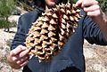 Coulter Pine cone