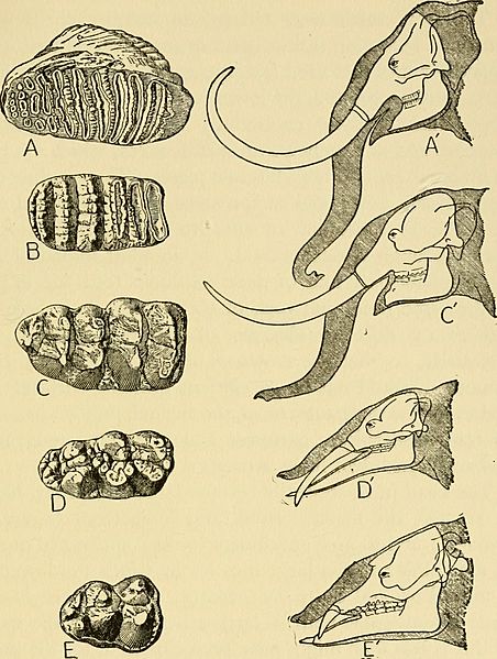 Creation by evolution; a consensus of present-day knowledge as set forth by leading authorities in non-technical language that all may understand (1928) (20701631372)