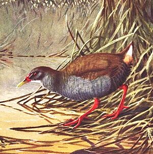Cyanolimnas cerverai by Allan Brooks cropped.jpg