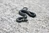 Northern ringneck snake