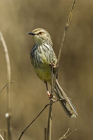Drakensberg Prinia - South Africa S4E6311 (17318861432).jpg