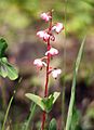 DwPinkwintergreen