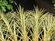 Echinocactus grusonii 12