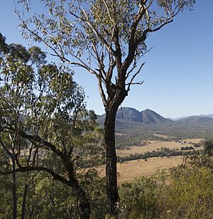 Eucalyptus dura growing on the south-east ridge of Mt. Greville, Queensland, Australia.jpg