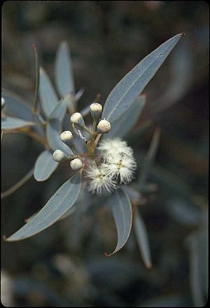 Eucalyptus eudesmioides buds