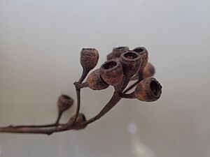 Eucalyptus fusiformis fruit