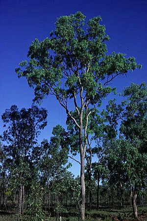 Eucalyptus leptophleba.jpg