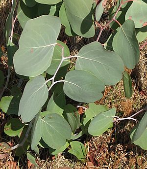 Eucalyptus polyanthemos vestita juvenile foliage