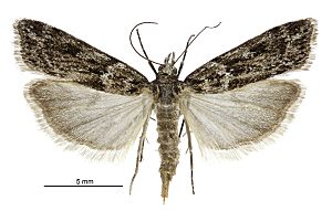 Eudonia cyptastis female2.jpg