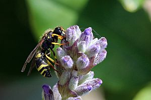 European potter wasp (Ancistrocerus gazella).jpg