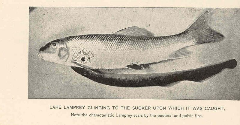 FMIB 39831 Lake Lamprey Clinging to the Sucker Upon Which it was Caught