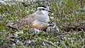 Female Dotterel with chick - only 4th record ever