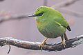 Fire-tailed Myzornis Pangolakha Wildlife Sanctuary East Sikkim India 06.04.2016
