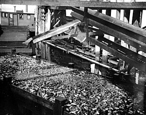 Fish offal being dumped into scow from cannery, Anacortes, Washington, 1917 (COBB 30)