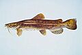 Flathead catfish 01