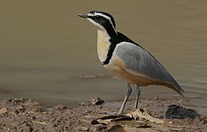 Flickr - Rainbirder - Egyptian Plover (Pluvianus aegyptius).jpg