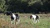 Frays Farm Meadows horses.jpg