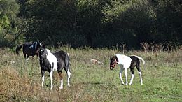 Frays Farm Meadows horses