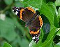 GT Red Admiral