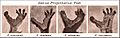 Genus Propithecus Feet