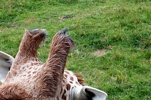 Giraffe ossicones at binder parz zoo