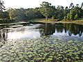 Gold Coast Regional Botanic Gardens (01)