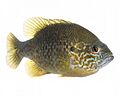 Green sunfish 01