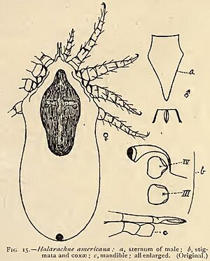 Halarachne americana (cropped)