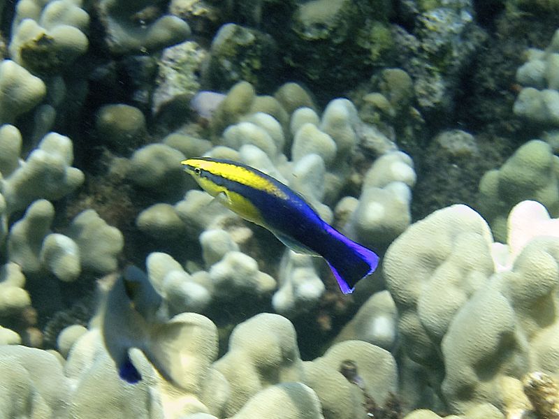 Hawaiian cleaner wrasse