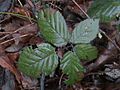 Himalayan Blackberry 5 leaf example