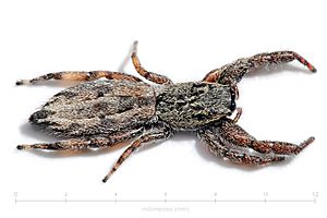 Holoplatys semiplanata with scale02.jpg