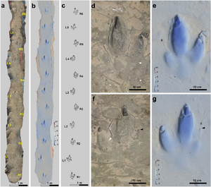 Holotype trackway of Rionegrina pozosaladensis