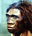 Homo.erectus.adult.female.smithsonian.timevanson.flickr