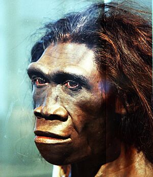 Homo.erectus.adult.female.smithsonian.timevanson.flickr