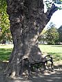 Hungry tree, Dublin.jpg