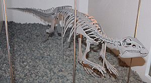 Hypsilophodon Melb Museum email.jpg