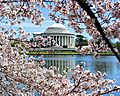 Jefferson Memorial Cherry Blossoms Tidal Basin Washington DC
