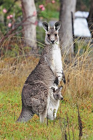 Kangaroo and joey03