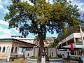 Katipunan Tree, Novaliches, Quezon City