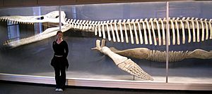 Kronosaurus skeleton