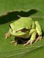 Laubfrosch cropped