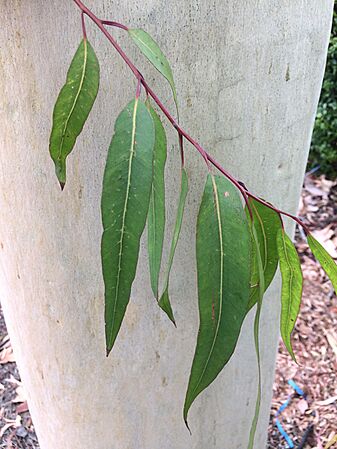 Lemon-scented gum - leaves