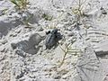 Lepidochelys kempii baby turtle