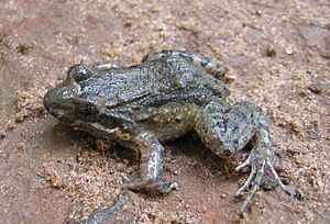 Leptodactylus podicipinus05.jpg