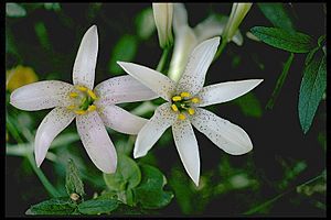 Lilium rubescens edit.jpg